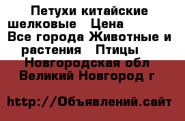 Петухи китайские шелковые › Цена ­ 1 000 - Все города Животные и растения » Птицы   . Новгородская обл.,Великий Новгород г.